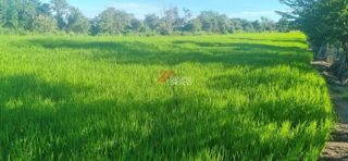 Lote de 24 hectáreas en Lérida, Tolima, foto 3